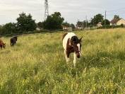 Poulain pie sport URGENT