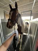 Poulain pie sport URGENT