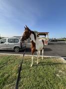 Poulain pie sport URGENT