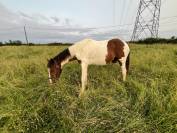 Poulain pie sport URGENT
