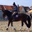 Pure sang Lusitanien Entier 6 ans 