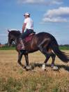 Pure sang Lusitanien Entier 6 ans 