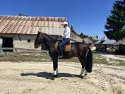 Pure sang Lusitanien Entier 6 ans 