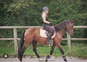 Petit cheval 