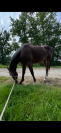 À vendre - Pur-Sang hongre de 4 ans