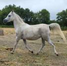 Jument gestante d'un PFS noir silver 