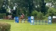 Cheval de 8ans KWPN