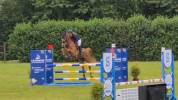 Cheval de 8ans KWPN