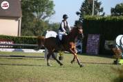 Cheval de 8ans KWPN