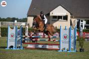 Cheval de 8ans KWPN