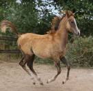 Poulain pur sang arabe gris