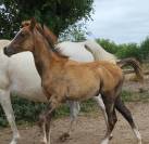 Poulain pur sang arabe gris