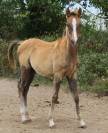 Poulain pur sang arabe gris