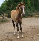 Poulain pur sang arabe gris