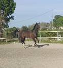 Puledra 03/2022 italiana 