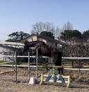 Puledra 03/2022 italiana 