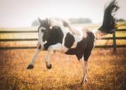 A vendre jeune cheval pie homozygote 4 ans