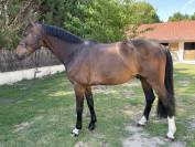 Hongre 7ans Casall x Quick Star