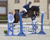 Hongre 7ans Casall x Quick Star