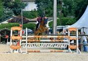 Hongre alezan cso amateur 