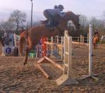 Hongre alezan cso amateur 