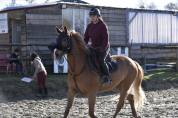 Hongre alezan cso amateur 