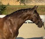 QUINTANA FAIVRE PSL 5ans