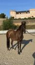 QUINTANA FAIVRE PSL 5ans