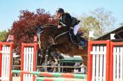 Pension chevaux bien être  / enseignement 