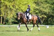 Pension chevaux bien être  / enseignement 