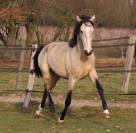 Poulain lusitanien creme