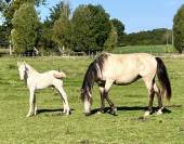 Poulain lusitanien creme
