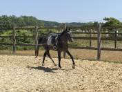 3 ans mâle CCE