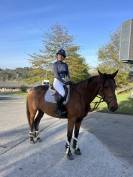 Selle français - Jument 6 ans - 12 000 euros