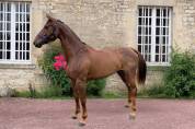 Jument facile 6 ans potentiel 1.40m/1.45m