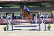 Magnifique jument KWPN de 7 ans