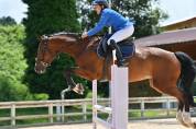 Magnifique jument KWPN de 7 ans