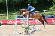Magnifique jument KWPN de 7 ans