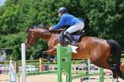 Magnifique jument KWPN de 7 ans