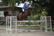 Magnifique jument KWPN de 7 ans