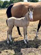 POULAIN AQHA BUCKSKIN YEUX BLEUS