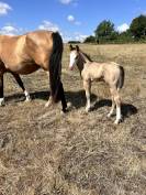 POULAIN AQHA BUCKSKIN YEUX BLEUS
