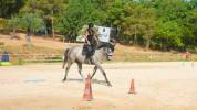 Cheval à vendre