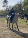 hongre arabe 9 ans loisirs