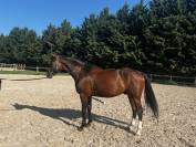 Cheval à vendre QUINOTO BOIS MARGOT X LE TOT DE SEMILLY
