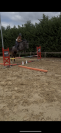 Jument de sport