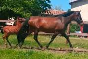 Très belle Pouliniere PRE 12 ans pleine de Bamboleo SBA