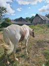 Hongre a vendre 