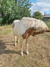 Hongre a vendre 
