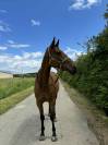 Super cheval CSO